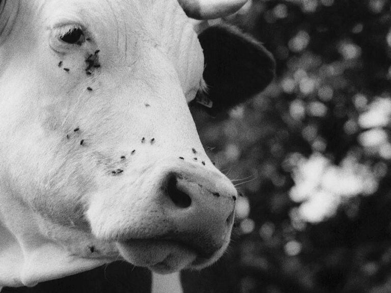 Vache en gros plan, noir et blanc